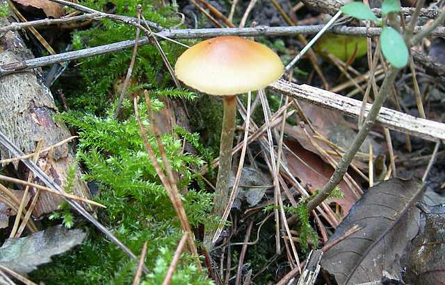 Galerina marginata (Batsch) K�hner